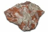 Ordovician Trilobite Mortality Plate - Tafraoute, Morocco #370555-1